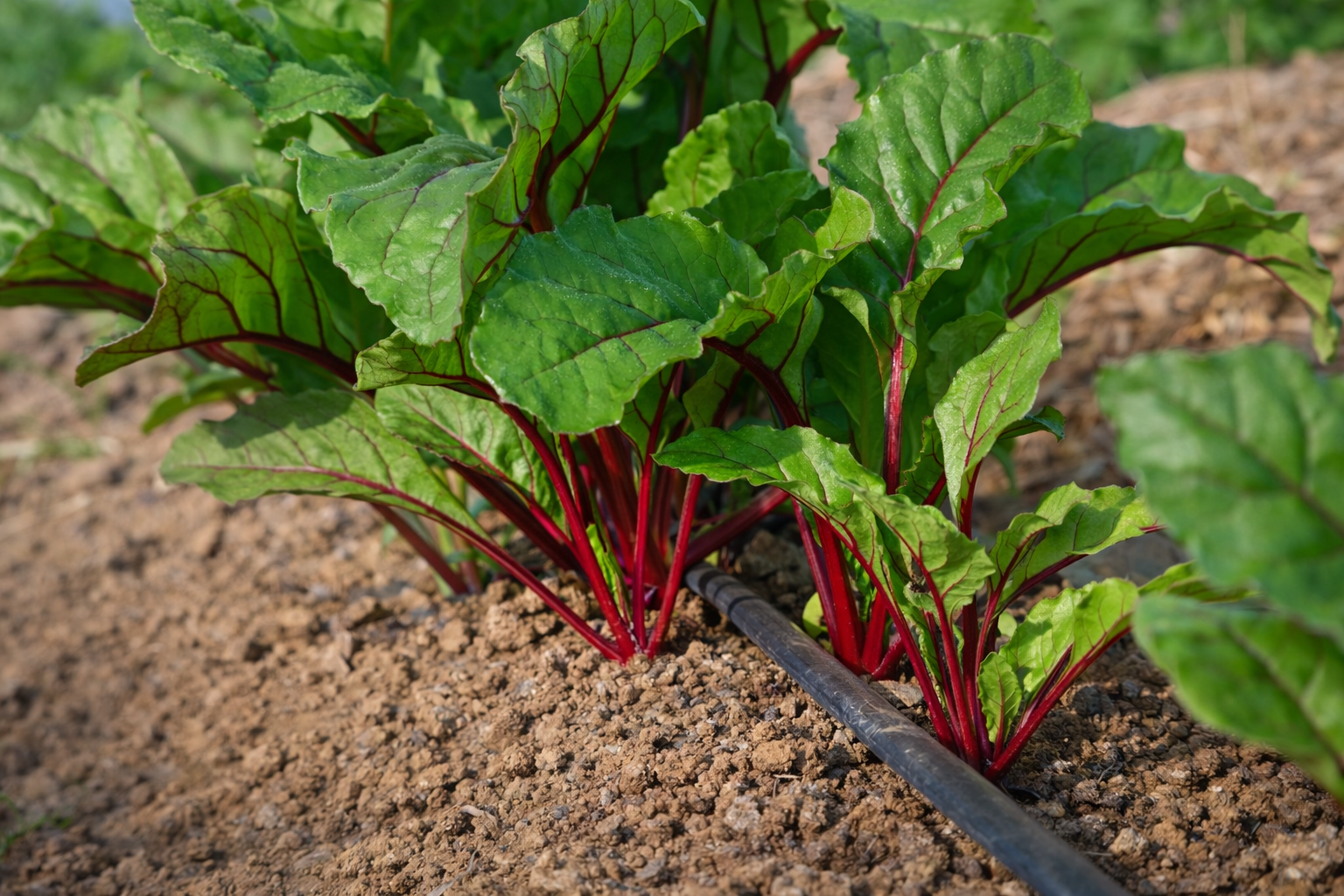 Red beetroot plants growing in the soil