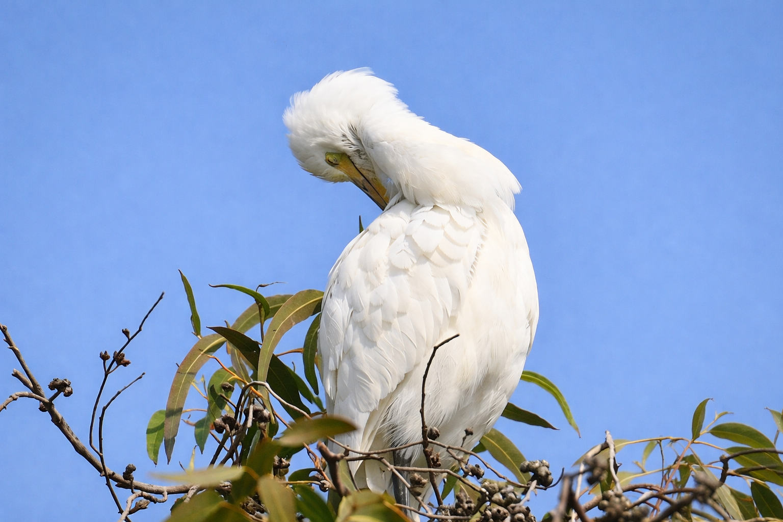 White egret bird perched on a tree branch
