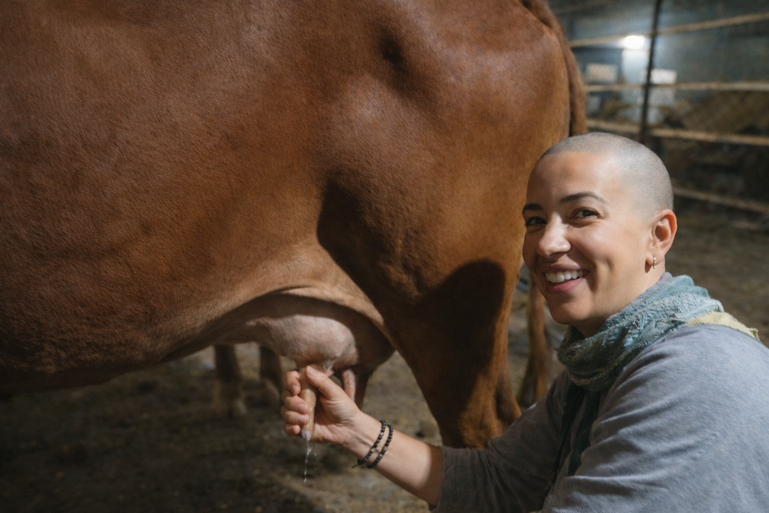 Woman milking a brown cow traditionally