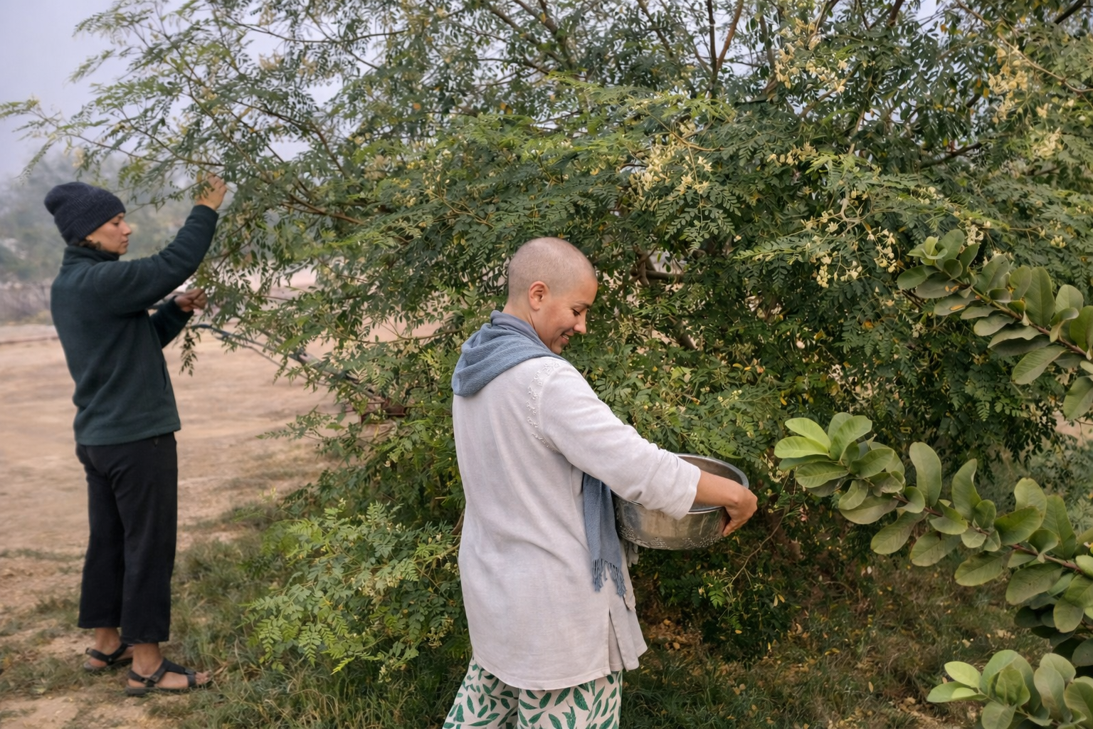 Man reaching up to pick fruit from a tree