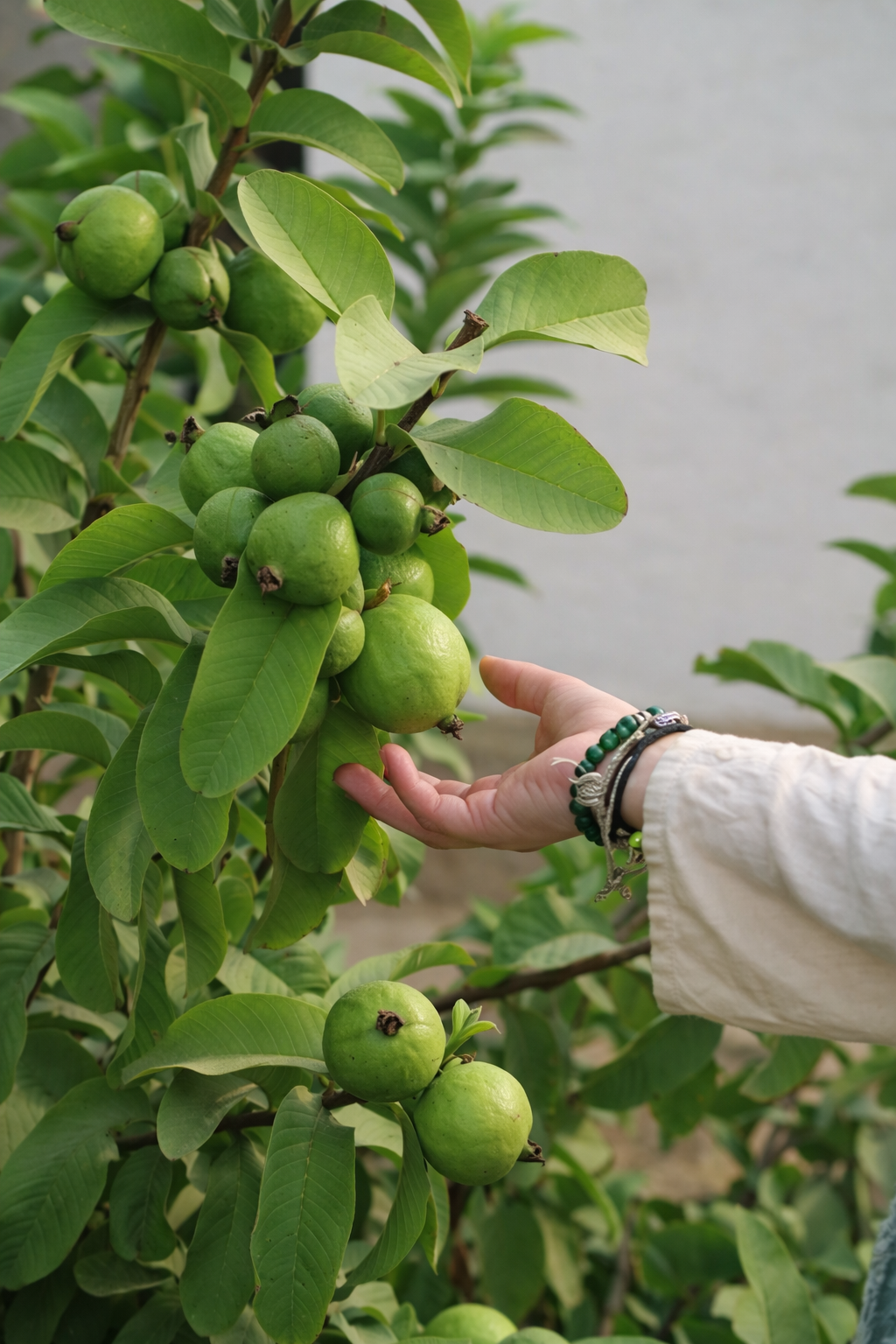 Close up of green guavas hanging on a tree