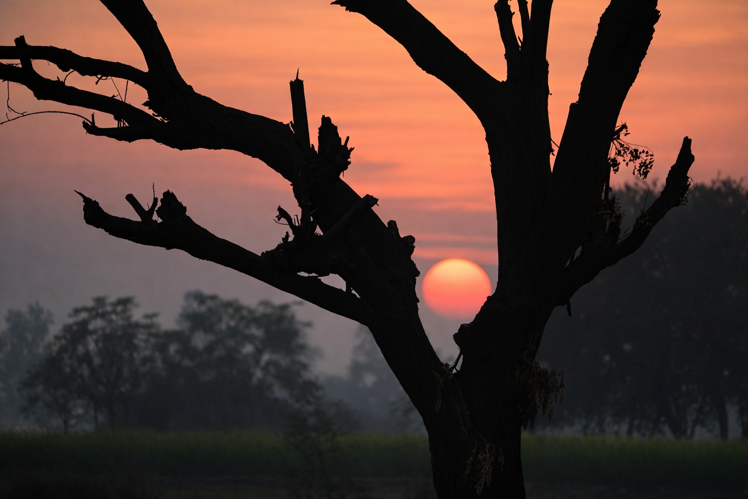 Silhouette of a leafless tree against a sunset
