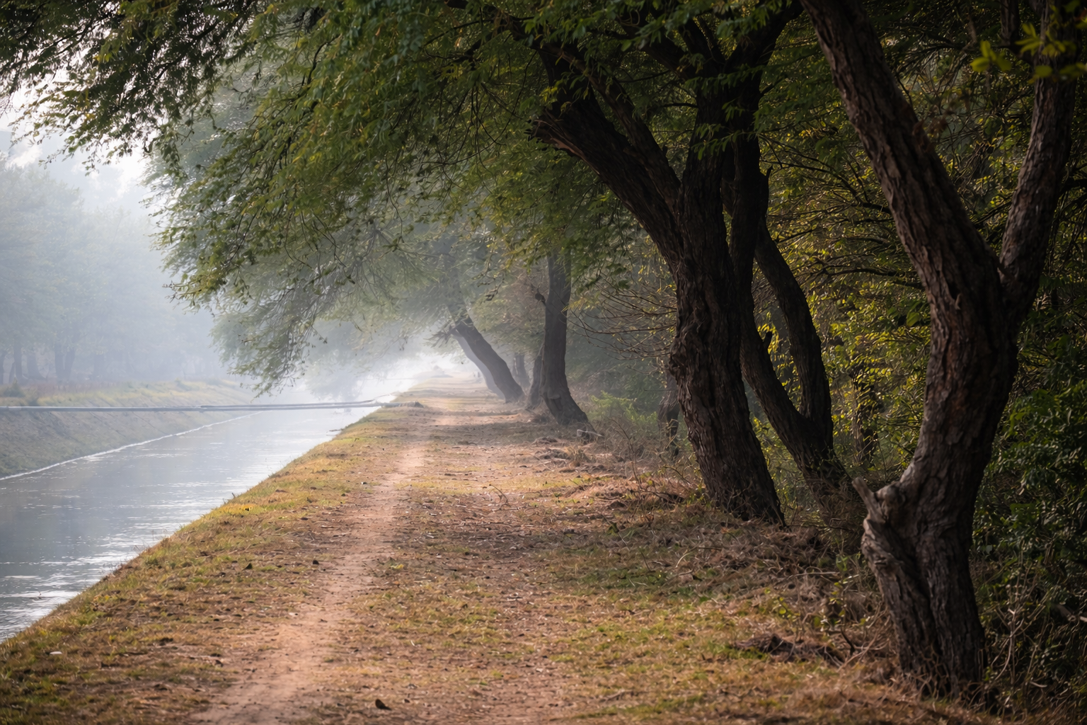 Misty dirt path lined with trees