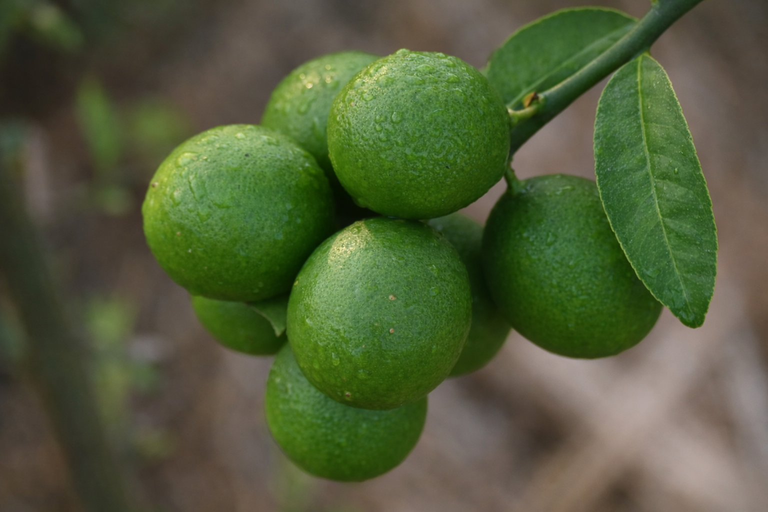 Green citrus fruits hanging on a branch