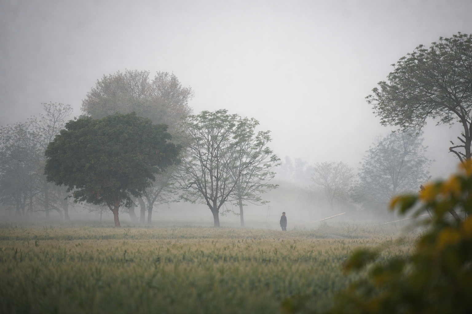 Foggy landscape with silhouetted trees